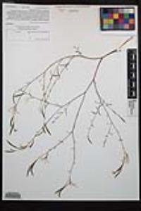 Epilobium brachycarpum image