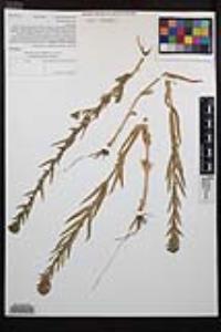 Epilobium densiflorum image