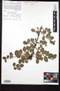 Rhamnus crocea image