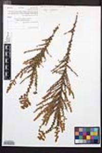 Adenostoma fasciculatum image