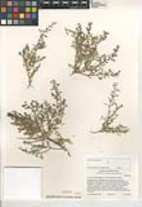 Galium stellatum image