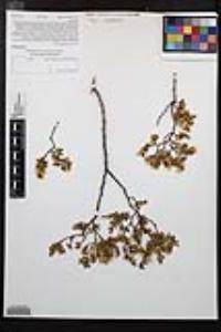 Larrea tridentata image