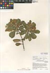 Pittosporum tobira image