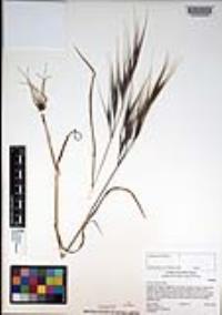 Bromus diandrus image