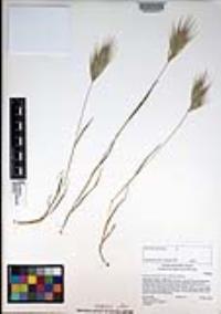 Bromus rubens image