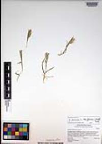 Hordeum murinum image