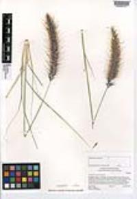 Pennisetum setaceum image