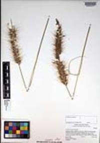 Pennisetum setaceum image