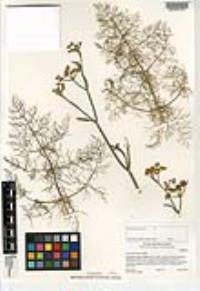 Foeniculum vulgare image