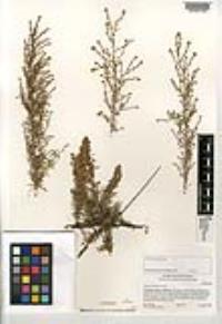 Artemisia californica image