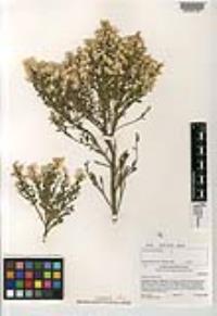 Baccharis pilularis image