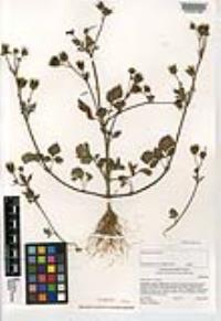 Bidens pilosa image