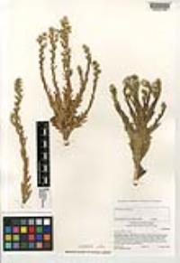 Laennecia coulteri image