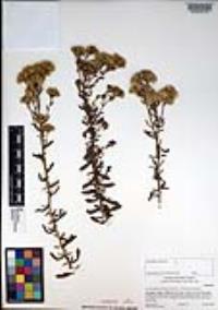 Isocoma menziesii var. menziesii image