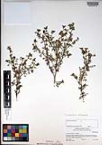 Lepidium didymum image