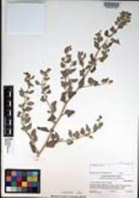 Atriplex lentiformis image