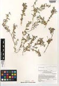 Atriplex semibaccata image