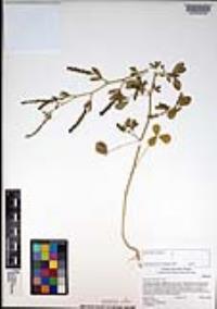 Melilotus indicus image