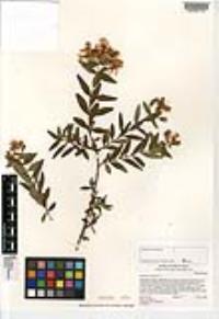 Hypericum canariense image