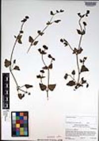Mirabilis laevis var. crassifolia image