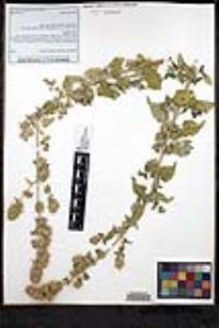 Agastache urticifolia image