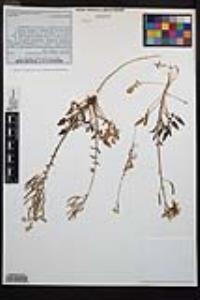 Chylismia claviformis image