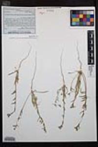 Camissoniopsis pallida image