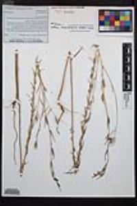 Clarkia purpurea subsp. quadrivulnera image