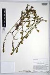 Amsinckia menziesii image