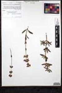 Salvia mellifera image