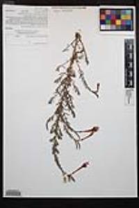 Epilobium canum subsp. canum image
