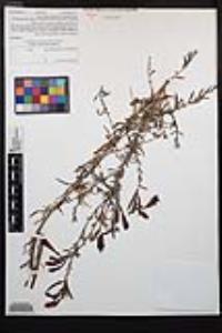 Epilobium canum image