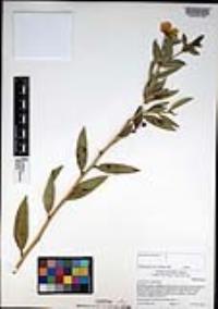 Dendromecon rigida image