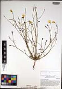 Eschscholzia parishii image