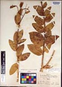 Dendromecon harfordii image