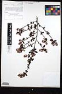 Ceanothus tomentosus image