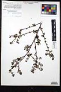Ceanothus tomentosus image