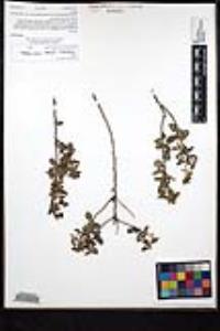 Rhamnus crocea image