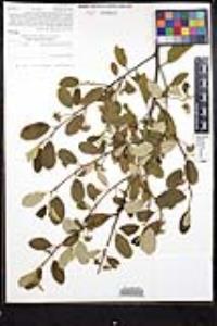 Frangula californica image