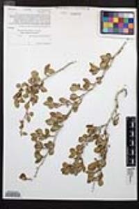 Cercocarpus montanus image
