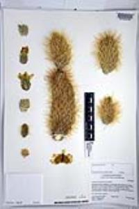 Cylindropuntia bigelovii image