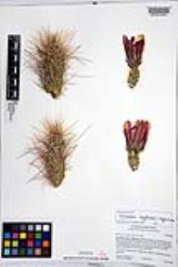 Echinocereus engelmannii image