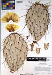 Opuntia phaeacantha image