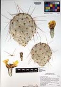 Opuntia phaeacantha image