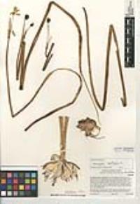 Leucojum aestivum image