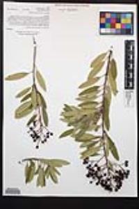 Rhus ovata image