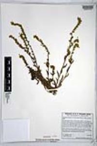 Amsinckia intermedia image