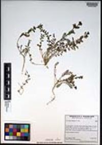 Lepidium didymum image