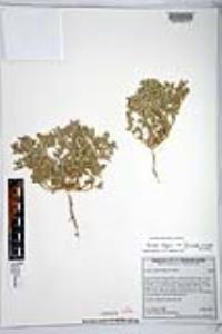 Atriplex elegans var. fasciculata image