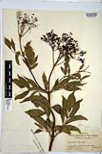 Sambucus cerulea image